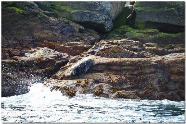 Scilly Wildlife