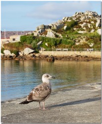 Hugh Town Gull