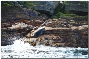 Scilly Wildlife